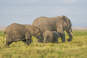 Naklejka na ściany i meble Herd of African Bush Elephants
