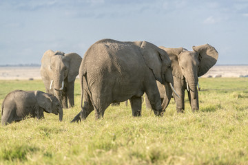 Naklejka na ściany i meble Herd of African Bush Elephants