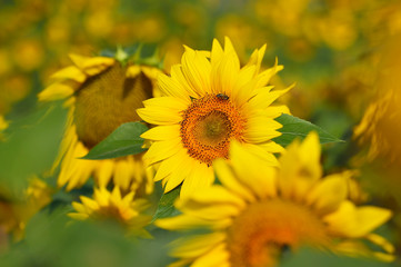  Sunflower field developing flowers, detail