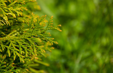 Thuja branch and flying ant