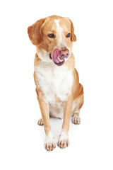 Hungry Crossbreed Dog Licking Lips