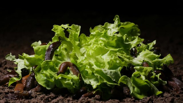Time lapse of Spanish slugs feeding on lettuce (4K, 25fps)