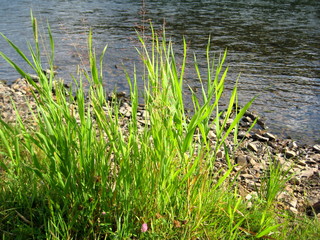 grass on the rocks near the river