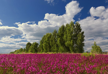 Green trees in the form of a train on a red field of 

flowers

