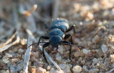Kopfkäfer/ Kopfläufer/ Großkopf (Broscus cephalotes) auf sandigem Untergrund, Kiesgrube, Niedersachsen, Deutschland 