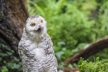 snowy owl