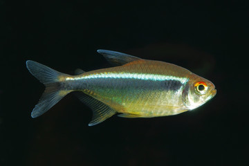Black neon tetra fish