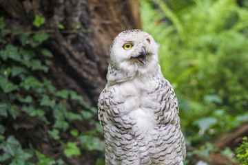 snowy owl