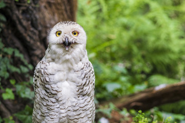 snowy owl