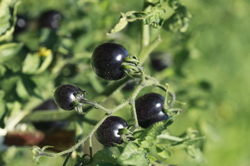 black tomatoes