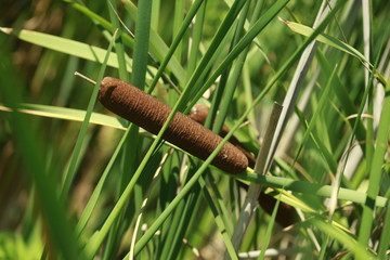 reed