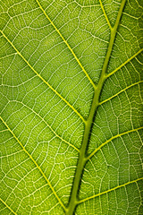 Green leaf close up