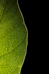 Green leaf on black background