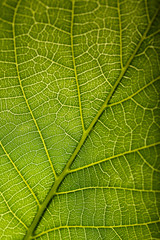 Green leaf close up