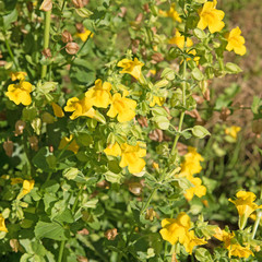 Gefleckte Gauklerblume