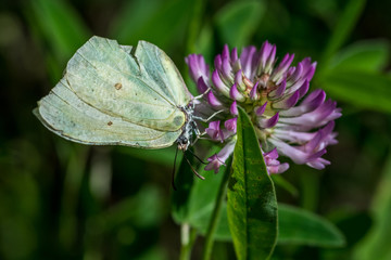 Lemon butterfly sucking from clover flower