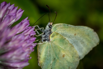 Lemon butterfly sucking from clover flower