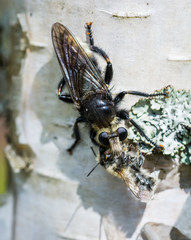 Predatory bug eating a bee on birch tree