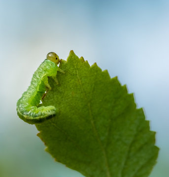 Caterpillar on birch leaf