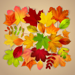 Naklejka na ściany i meble Various autumn leaves on beige background