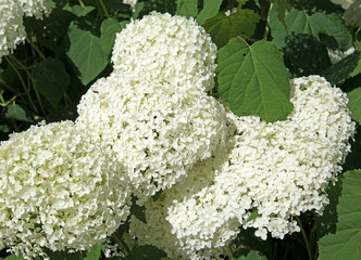 Hortensie