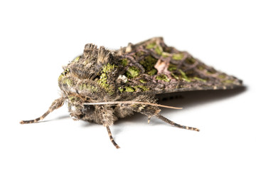 Trachea atriplicis, Orache Moth.