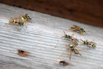 Polistes nimpha, Paper Wasp.