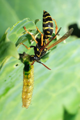 Polistes nimpha, Paper Wasp.