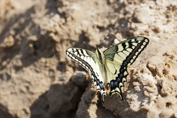 Papilio machaon, Old World Swallowtail