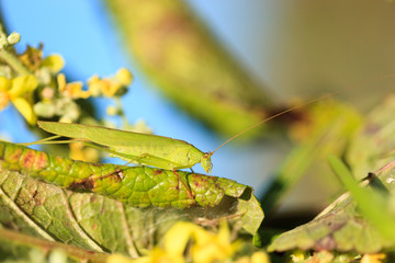 Phaneroptera falcata, Sickle-bearing bush-cricket.