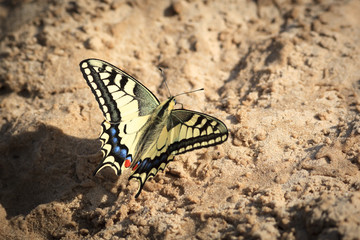 Fototapeta na wymiar Papilio machaon, Old World Swallowtail