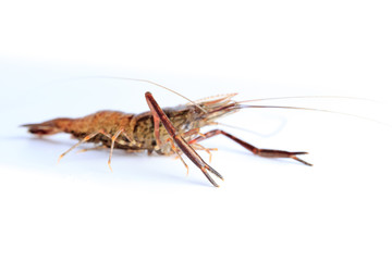 Macrobrachium nipponense, Shrimp. Introduced species