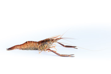 Macrobrachium nipponense, Shrimp. Introduced species