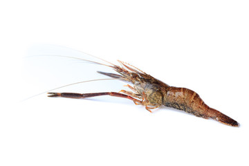 Macrobrachium nipponense, Shrimp. Introduced species