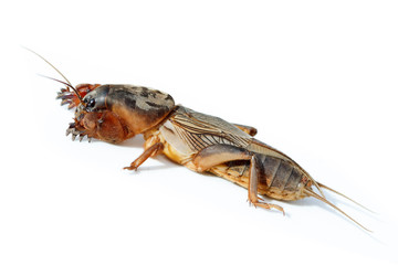 Gryllotalpa gryllotalpa, European mole cricket.