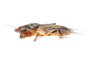 Gryllotalpa gryllotalpa, European mole cricket.