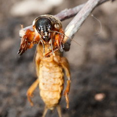 Gryllotalpa gryllotalpa, European mole cricket.