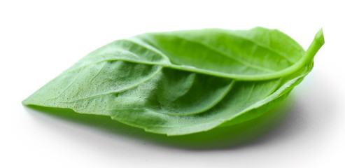 Leaf of green fresh basil isolated in white