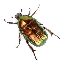 Cetonia aurata, rose chafer.