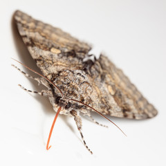 Catocala fraxini, Blue underwing