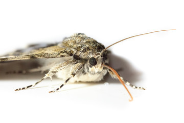 Catocala fraxini, Blue underwing