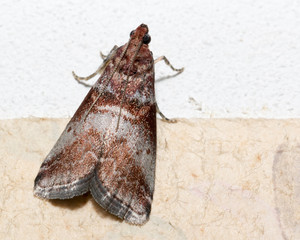 Усач-кожевник, Prionus coriarius, Sawing Beetle.  fe