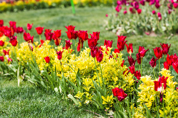 Tulips in Istanbul