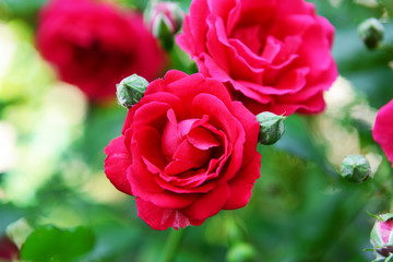 Beautiful roses growing in garden