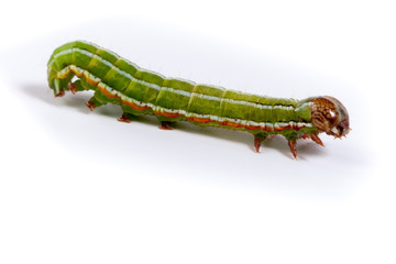 Panolis flammea, Pine beauty.