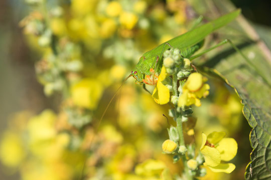Phaneroptera falcata, Sickle-bearing bush-cricket.