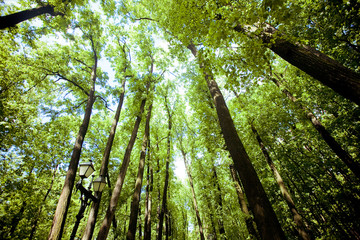 Trees in the forest - the crown of leaves against the sky