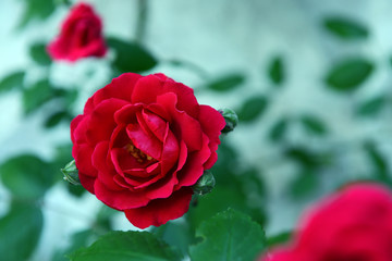 Beautiful roses growing in garden