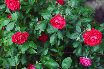 Beautiful roses growing in garden
