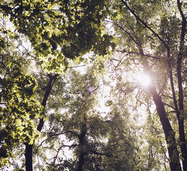 Fototapeta premium Trees in the forest - the crown of leaves against the sky